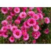 Aster novi belgii Royal Ruby