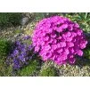Dianthus Whatfield Magenta 1