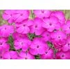 Dianthus Whatfield Magenta