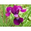 Iris sibirica Hubbard 1