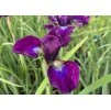 Iris sibirica Hubbard