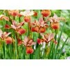 Iris sibirica Paprikash 1