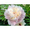 Paeonia Shirley Temple 1