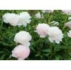 Paeonia Shirley Temple