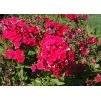 Phlox Miss Mary