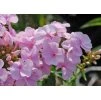 Phlox Pinky Hill 1