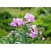 Phlox Pinky Hill