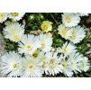 Delosperma White Pearl Nugget 1