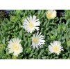 Delosperma White Pearl Nugget 2