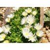 Delosperma White Pearl Nugget