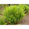 Dryopteris filix mas 1