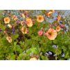 Geum Mai Tai 3