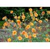 Geum Totally Tangerine 2