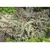 Athyrium Metallicum 2