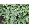 Athyrium Metallicum