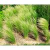 Kavyľ perovitý (Stipa tenuissima) 'PONYTAILS'