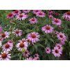 Echinacea purpurová (Echinacea purpurea) ´MAGNUS´