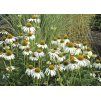 Echinacea purpurová (Echinacea purpurea) ´ALBA´