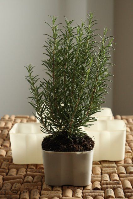 Rozmarín vysadený v biopote HERB