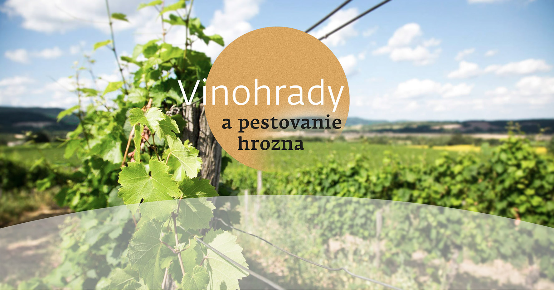 movino_vinohrady