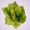 10223 amarylis- lt green