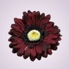 233668 gerbera - bordovo-čierna