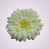 233668 gerbera - krém