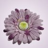 233668 gerbera - lavenda