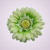233668 gerbera - pistácia