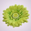 233668 gerbera - zelená C