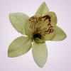65792H orchidea- cream aut