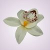 65792H orchidea- cream yellow