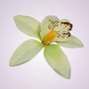 65792H orchidea- green