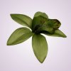 65792H orchidea- green aut