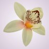 65792H orchidea- peach