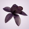 65792H orchidea-purple