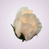 AR10621 ruža - ivory