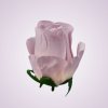AR106621 ruža lt lilac