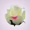 AR10621 ruža - lt peach tch