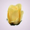 AR10621 ruža yellow aut