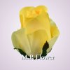 AR10621 ruža - yellow