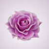 C019 ruža - lilac G-8