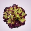 C10012 hortenzia-beauty-green