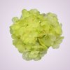 C10012 hortenzia-lemon