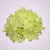C10012 hortenzia-lt-green