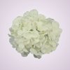 C10012 hortenzia-white