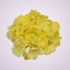 C10012 hortenzia-yellow