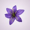 CE1380 ľalia - lilac