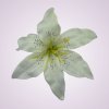 CE1380 ľalia - cream