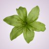 CE1380 ľalia - green